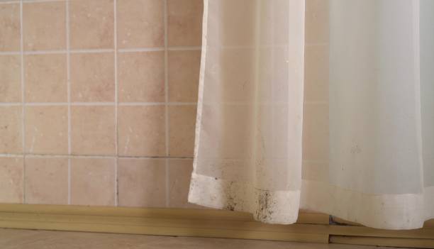 Best Basement Mold Removal  in Magalia, CA