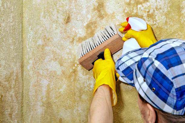 Best Mold Prevention Services  in Magalia, CA