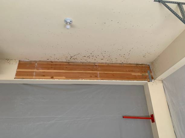 Best Water Damage & Mold Remediation  in Magalia, CA
