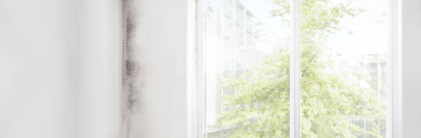 Best Mold Damage Restoration  in Magalia, CA