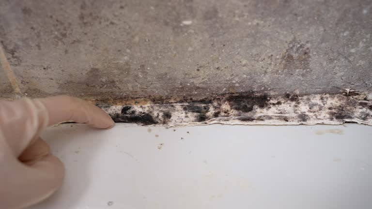 Best Dehumidification Services  in Magalia, CA